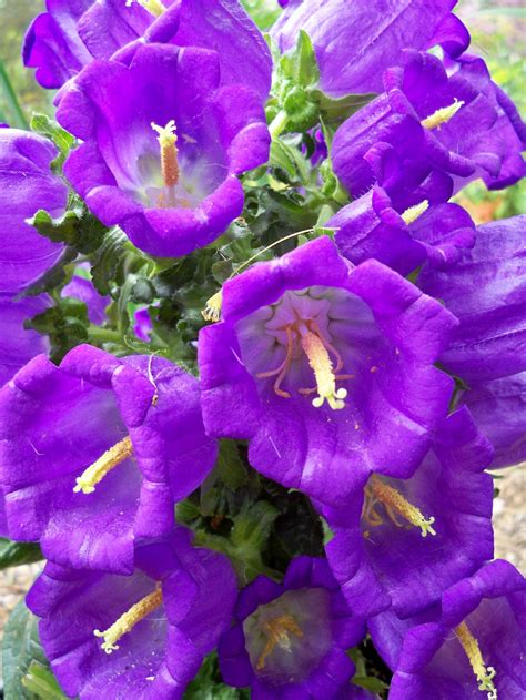 Purple Bell Flowers Flowers Perennials Perennials