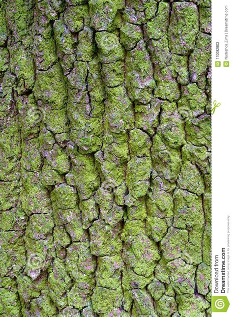 Tree Bark Close Up Moss Covered Tree Bark Lichen On Tree