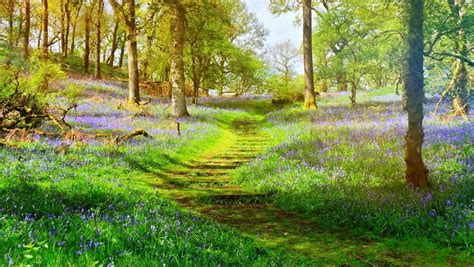 Magical Bluebell Forest Scotland Wonders Of The World Scotland