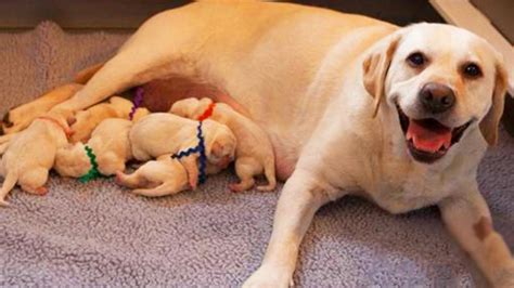 Mother Dog Growling At Newborn Puppies Motherse