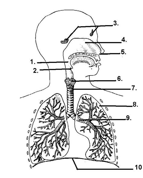 Respiratory System Respiratory System Human Respiratory System