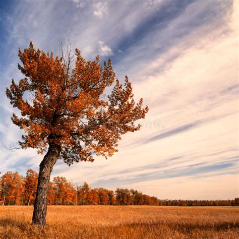 Lone Tree With An Autumn Sky Stock Image Image Of Creek Cloudy 26638465