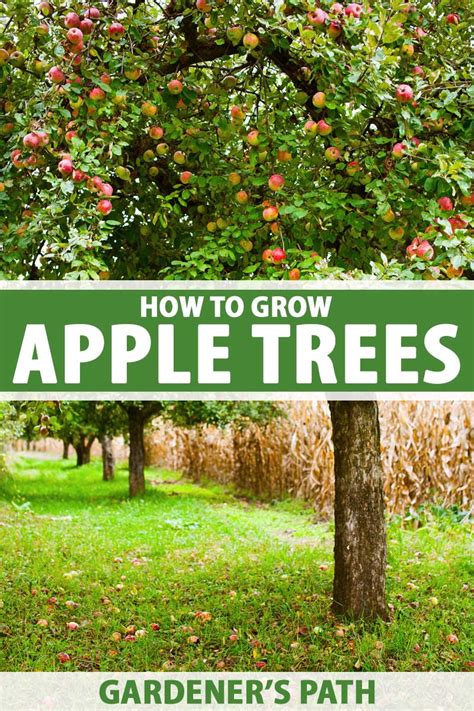 How To Care For Apple Trees In Pots