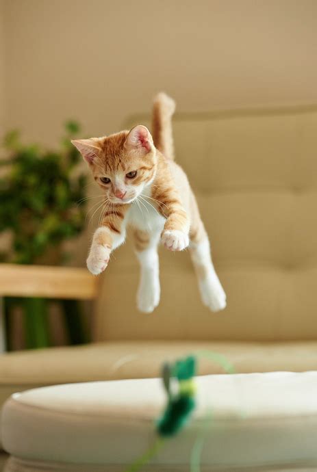 Mid Leap Cute Cats And Kittens Cats Meow Kittens Cutest Cool Cats