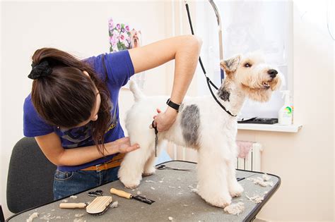 How Much Should You Tip Your Professional Pet Groomer