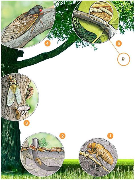 Life Cycle Of A Cicada Diagram