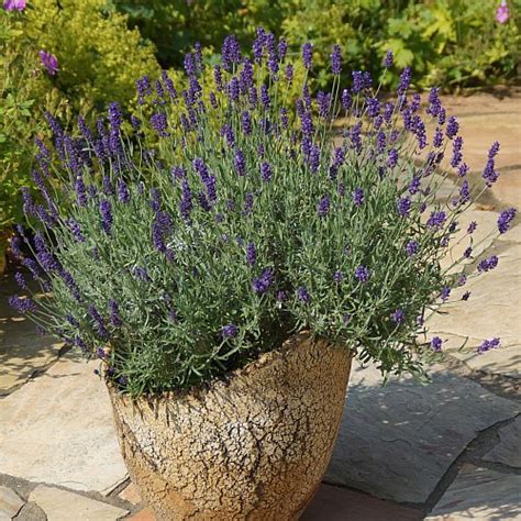 Lavendel im garten und im topf. Lavandula angustifolia 'Hidcote Blue' - Garten-Lavendel ...