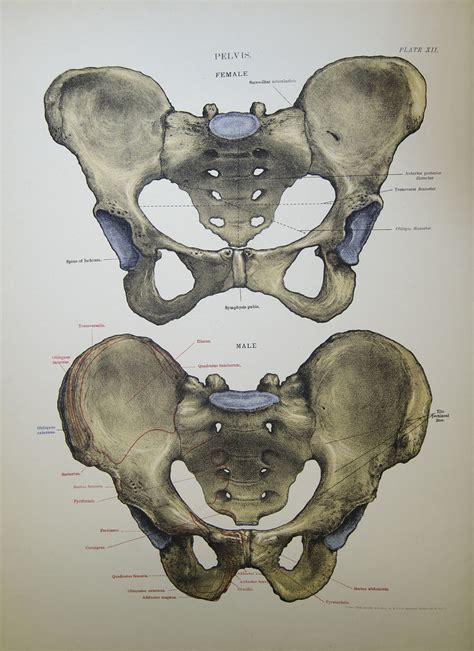 Hs active bones female is an wysiwyg utility to edit female characters bone files on fly. male and female pelvis | Colour lithograph of the male and ...
