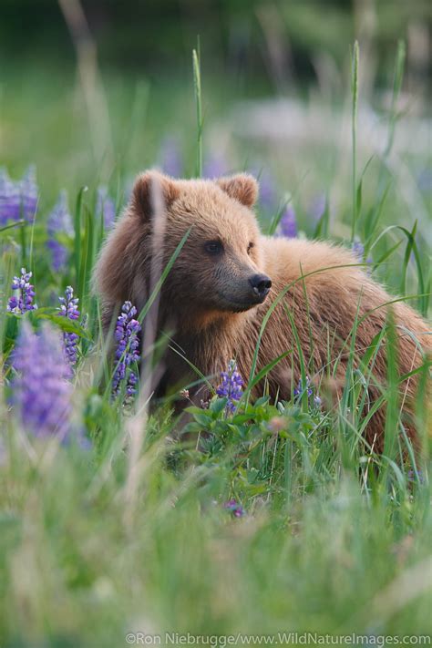 Grizzly Bear Cub Photos By Ron Niebrugge