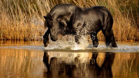 Playing In The Water Horse Photography Most Beautiful Horses Pretty