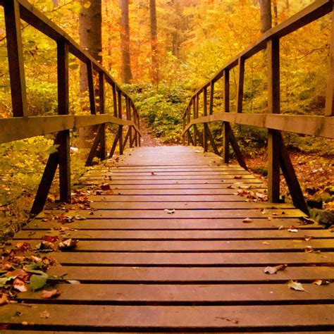 2048x2048 Wooden Bridge Forest Autumn Leaves Ipad Air Hd 4k Wallpapers