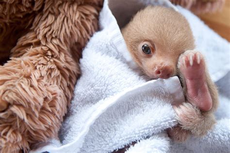 These Orphaned Baby Sloths Will Give You All The Warm Fuzzies