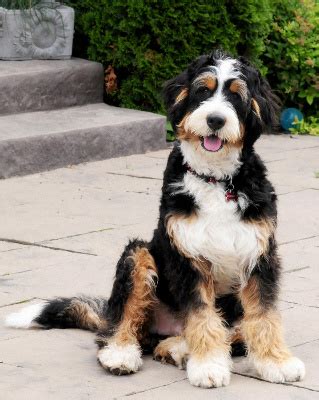 Toy and mini bernedoodles also tend to be more energetic and stubborn than standard bernedoodles. Bernedoodle Info, Temperament, Training, Diet, Puppies ...
