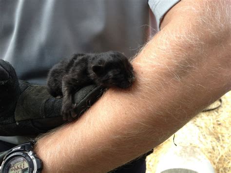 firefighters rescue trapped 2 day old kitten
