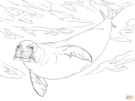 Monk Seal Coloring Page Free Printable Coloring Pages