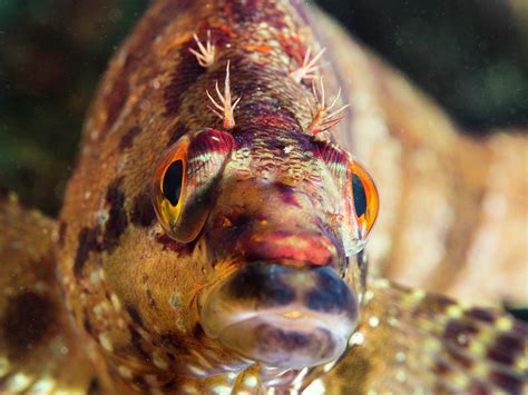 Daddy Greenling Photograph By Nw Dive Girl Pamela Treischel Pixels