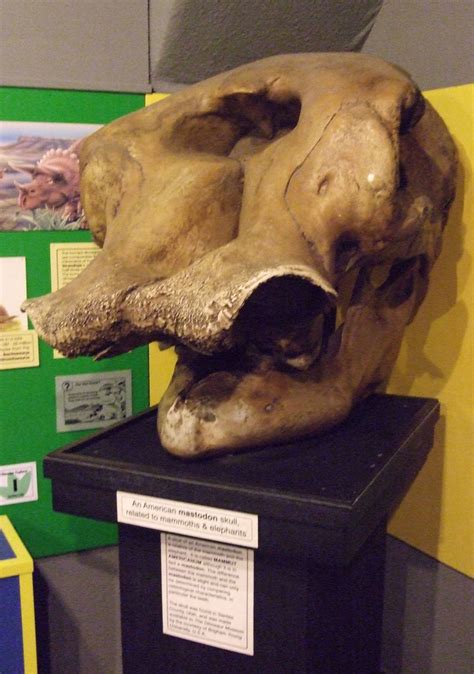 Mastodon Skull, Dinosaur Museum, Dorchester. | Mastodons or … | Flickr