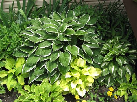 Different Hostas Together Shade Plants Plants Outdoor Flowers