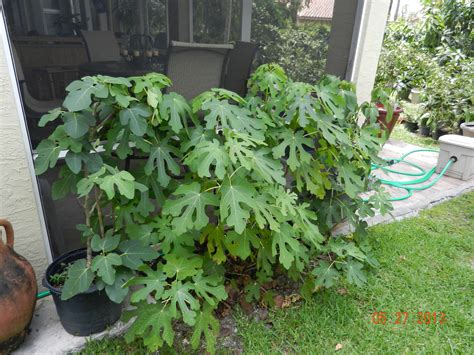 Maybe you would like to learn more about one of these? Fig trees do very well growing in containers | Fig bush ...