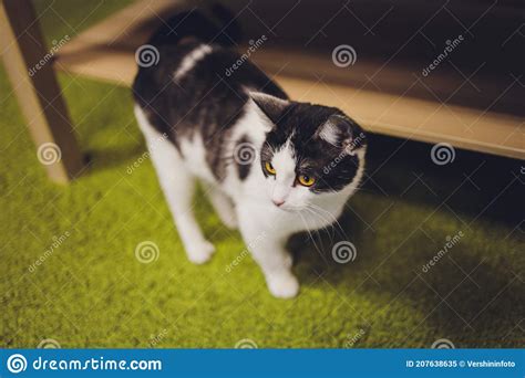 Adorable Tabby Cat Sitting On Kitchen Floor Staring At Camera Stock