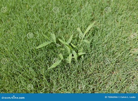 Crabgrass Weed In A Lawn Stock Photo Image Of Broadleaf 75066966
