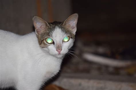 Why Do Cats Eyes Glow In The Dark The Answer Might Surprise You