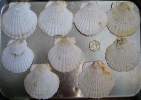 Natural Scalloped Atlantic Ocean Shells Scallopclam Sea Etsy