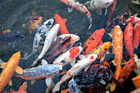 Different Types Of Koi Fish Varieties Classifications And More In