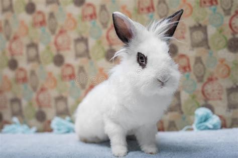 Cute White Baby Bunny Rabbit On A Seamless Light Background Stock Image