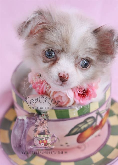 Beautiful Long Haired Chihuahua Puppy By Teacups Puppies And Boutique