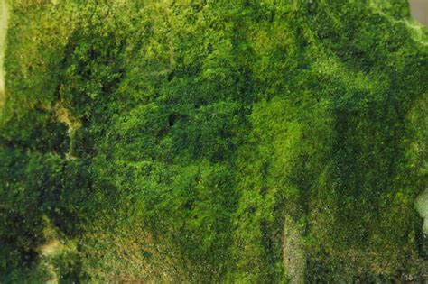 Premium Photo View Of Stone Covered Green Moss Closeup