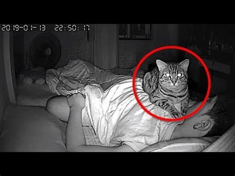 Man Sets Up Secret Camera To Record What His Cat Does At Night And Its Hilarious Youtube