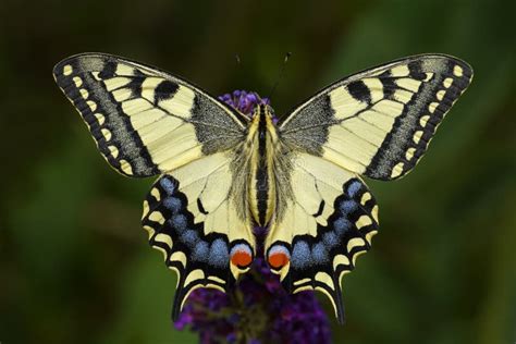 Machaon Di Papilio Farfalla Di Coda Di Rondine Del Vecchio Mondo
