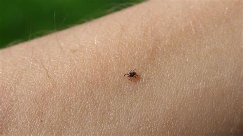How To Tell A Tick From A Bed Bug Bed Western