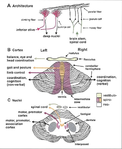 The brainstem lies at the base of the brain and the top of the spinal cord. Anatomical and functional organization of the cerebellum: (A) The... | Download Scientific Diagram