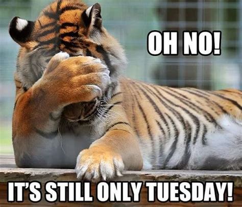 Funny tuesday quotes tuesday as any other day of the week can bring you both pleasant and unpleasant surprises. 101 Funny Tuesday Memes When You're Happy You Survived a ...
