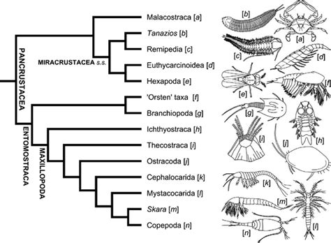 Origins And Early Evolution Of Arthropods Phylogeny