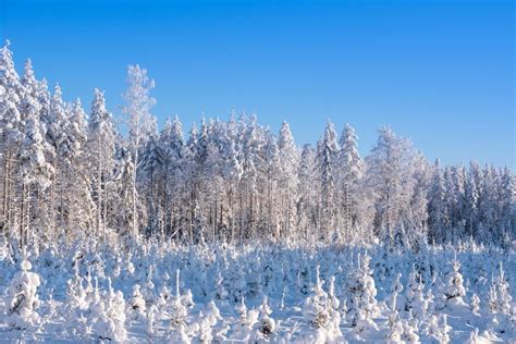 Beautiful Winter Landscape With Snowy Trees In Lapland Finland Frozen