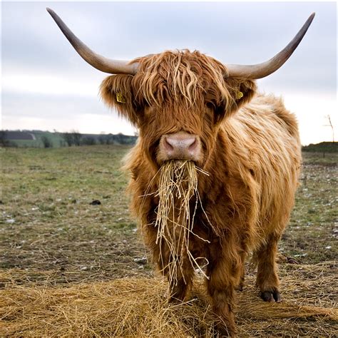 A newborn highland calf weighs between 50 and 75 is a newborn baby weighs 8 pounds in 4 ounces how much does it weigh in grams in kilograms? If I ever win the lottery I'm going to...