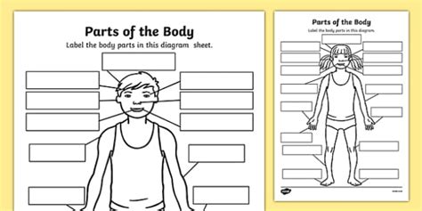 parts   body labelling worksheet body parts body