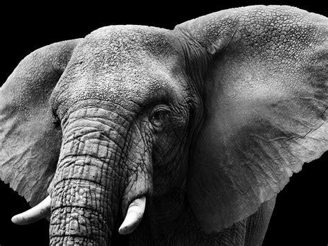Elephant Wallpaper 4k Monochrome Black Background