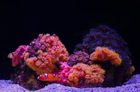 Incredible Corals Night At The Reef At Maui Ocean Center