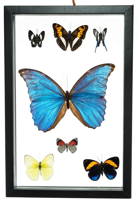 Real Butterfly Framed Wall Art Free Shipping 7 Count Real Framed