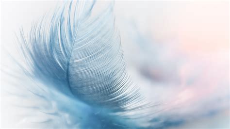 Free Download Feather Ease Slightly Blue Airy 3238 Wallpapers And Stock