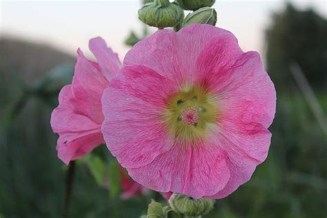 Mallow Blossom Bloom Free Photo On Pixabay Pixabay