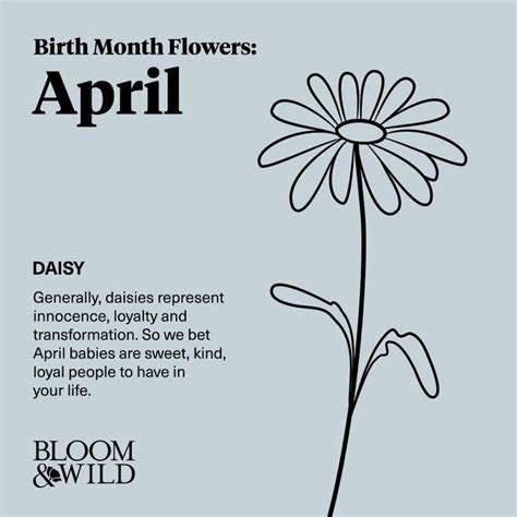 April Birth Flower Daisy Bloom And Wild Birth Flowers April Birth