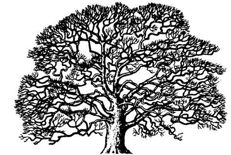 Oak Tree Clipart Black White 10 Free Cliparts Download Images On