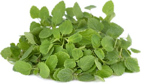 Petite Mint Lavender Information And Facts