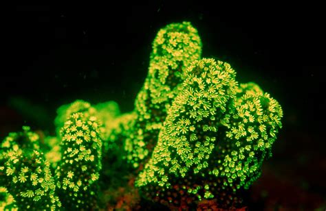 Get The Glow The Secret To Deep Water Corals Radiance Scientific