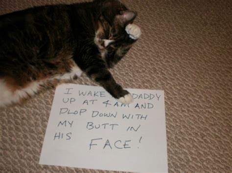 17 Best Images About Walk Of Shame On Pinterest Cats My